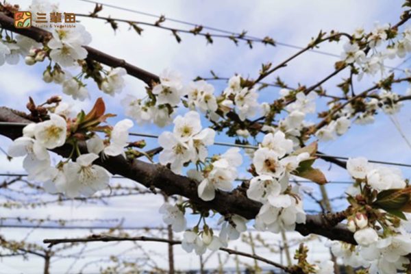 紐西蘭櫻桃原裝進口產品輪播圖｜三輩田Treeple－優質農產品專家