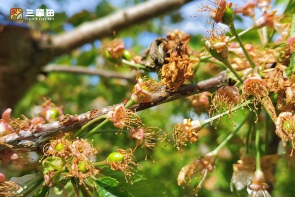 紐西蘭櫻桃原裝進口產品輪播圖｜三輩田Treeple－優質農產品專家