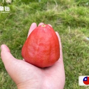 屏東黑珍珠蓮霧產品圖｜三輩田Treeple－優質農產品專家
